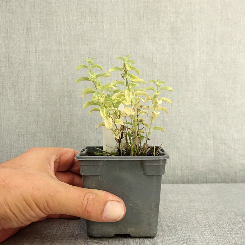 Spécimen de Nepeta x faassenii Alba - Népéta hybride Godet de 8/9 cm tel que livré en été