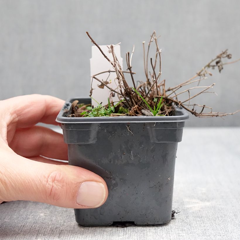 Example of Nepeta x faassenii Alba - Népéta hybride Godet de 8/9 cm as you get in hiver