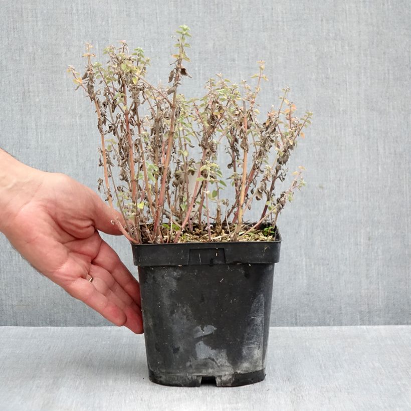 Spécimen de Nepeta x faassenii Dropmore Pot de 2L/3L tel que livré en automne