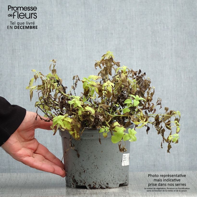 Spécimen de Nepeta x faassenii Limelight Pot de 2L/3L tel que livré en hiver