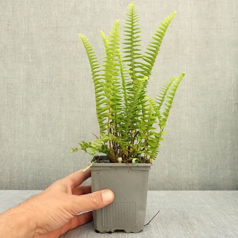 Spécimen de Nephrolepis cordifolia  Artic Jungle - Fougère de Boston rustique Godet de 8/9 cm tel que livré en été