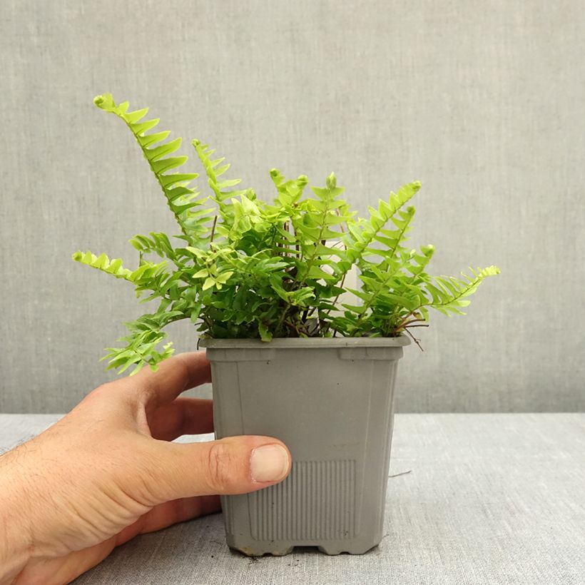 Spécimen de Nephrolepis cordifolia  Artic Jungle - Fougère de Boston rustique Godet de 8/9 cm tel que livré au printemps