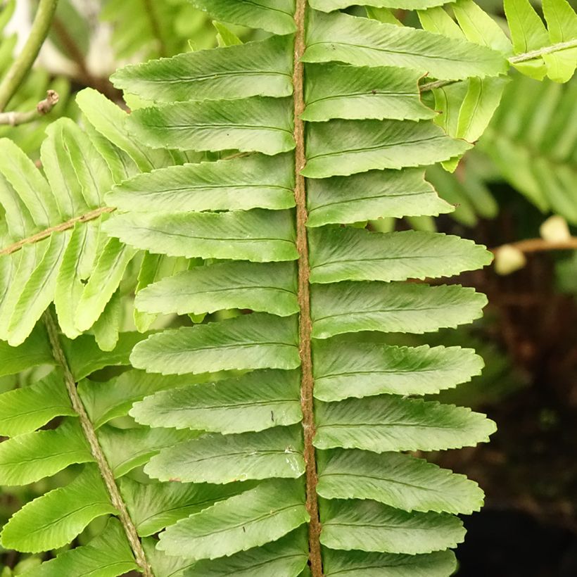Nephrolepis cordifolia  Artic Jungle - Fougère de Boston rustique (Foliage)