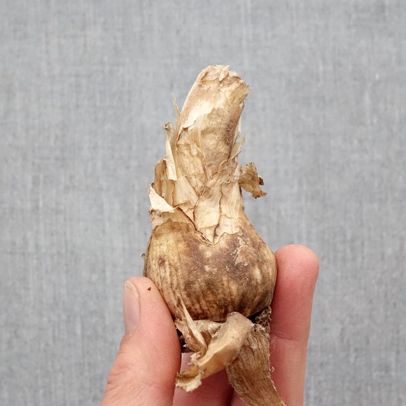 Spécimen de Nerine bowdenii Amandi - Lis de Guernesey Bulbe calibre 12+ tel que livré au printemps