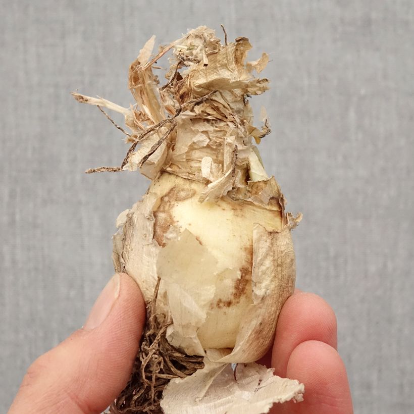 Example of Nerine bowdenii Bionce - Lis de Guernesey Bulbe calibre 12/14 as you get in printemps