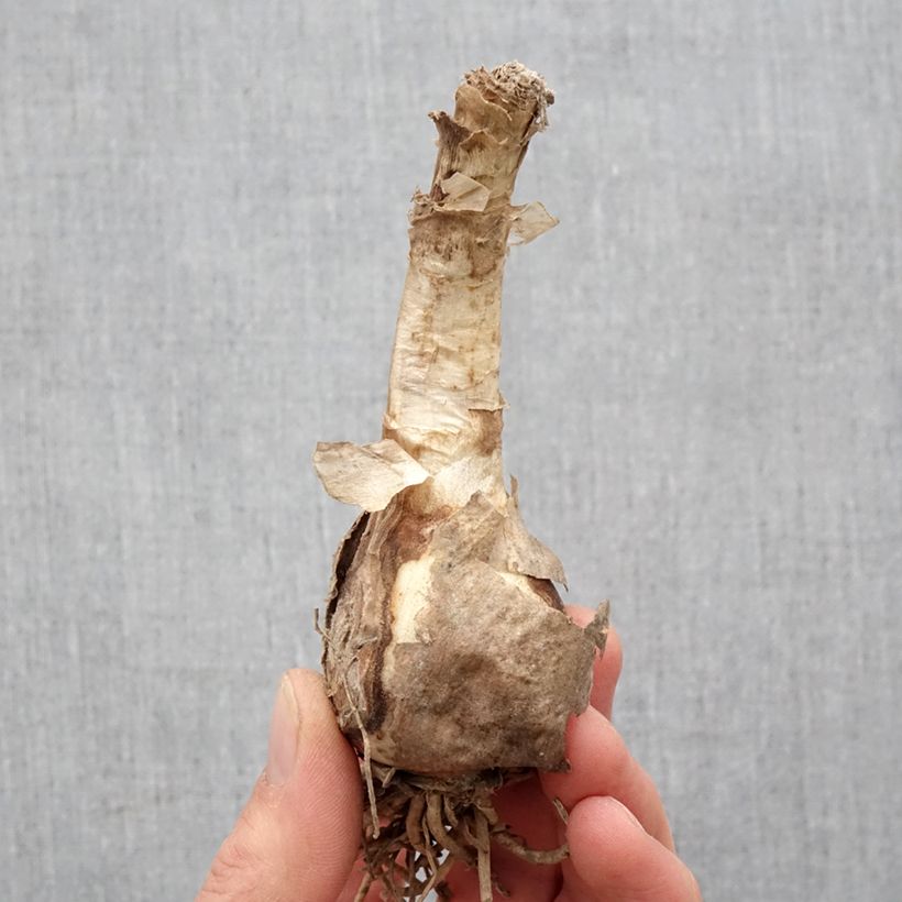 Example of Nerine bowdenii Favourite - Lis de Guernesey Bulbe calibre 12+ as you get in printemps