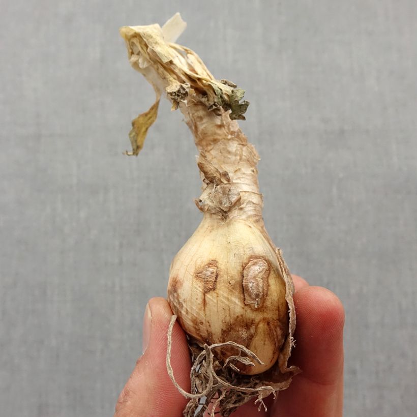 Example of Nerine bowdenii pink triomph bulbe Bulbe calibre 12+ as you get in printemps