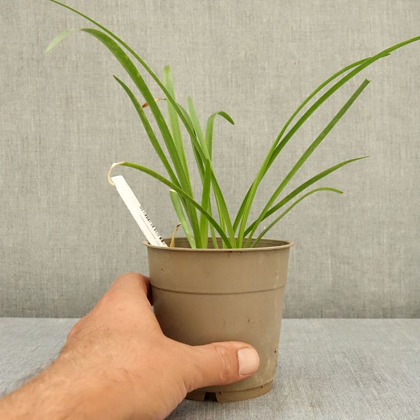Spécimen de Nerine bowdenii Vesta K - Lis de Guernesey Pot de 1,5L/2L calibre 12/14 tel que livré en été