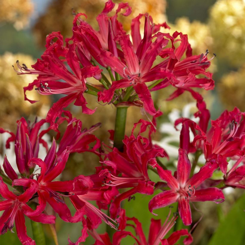 Nerine elegance Pearls of Cherry (Flowering)