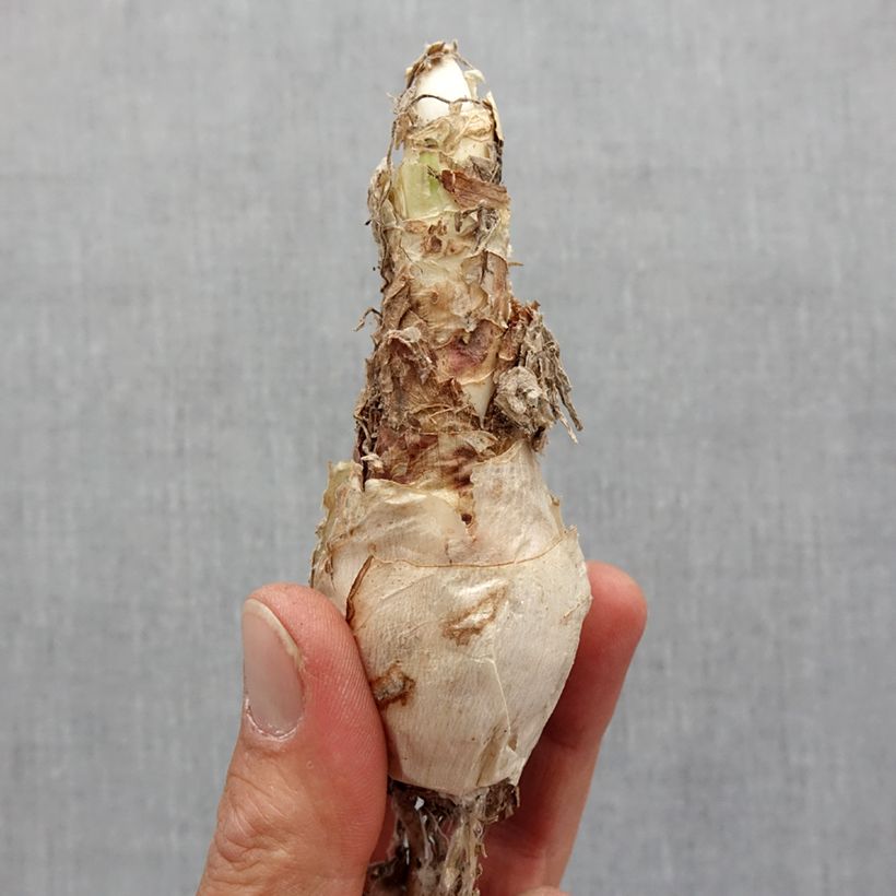 Example of Nerine elegance Pearls of Cherry Bulbe calibre 12+ as you get in printemps