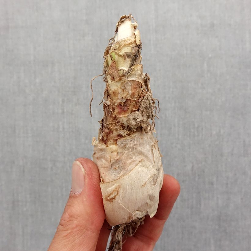 Spécimen de Nerine flexuosa Rose Bulbe calibre 12+ tel que livré au printemps