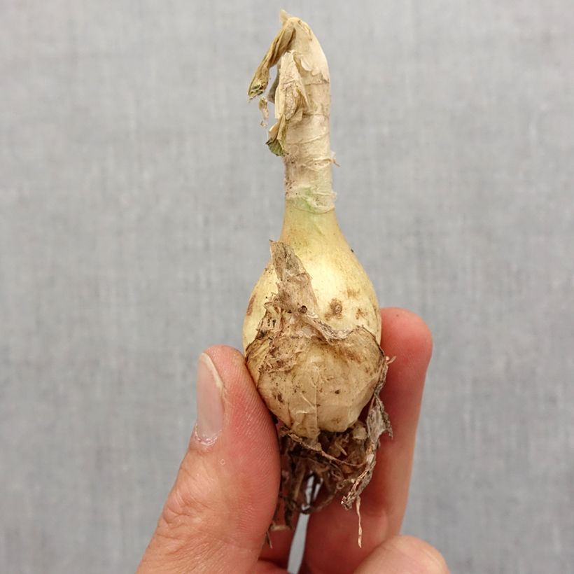 Spécimen de Nerine undulata - Nérine ondulée Bulbe calibre 12+ tel que livré au printemps