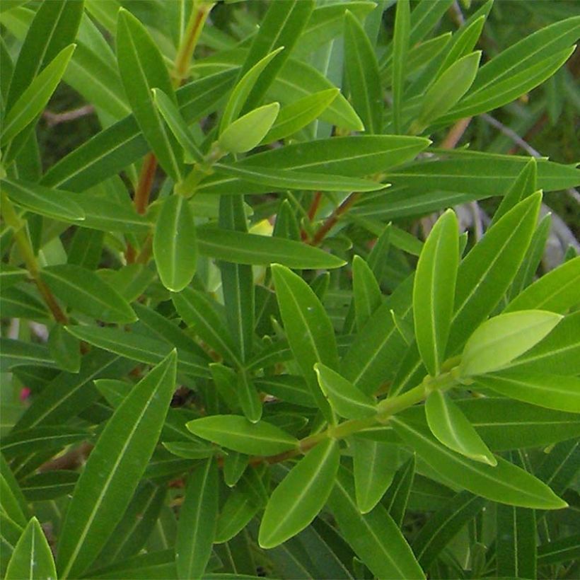 Laurier rose - Nerium oleander Blanc (Foliage)