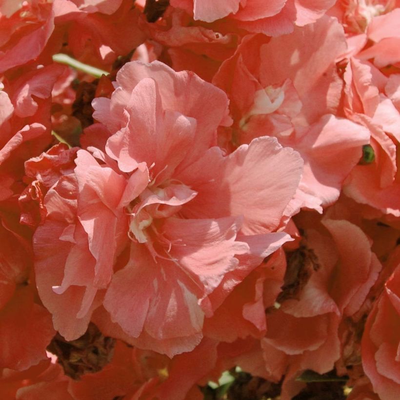 Laurier rose - Nerium oleander Rose saumon Double (Flowering)