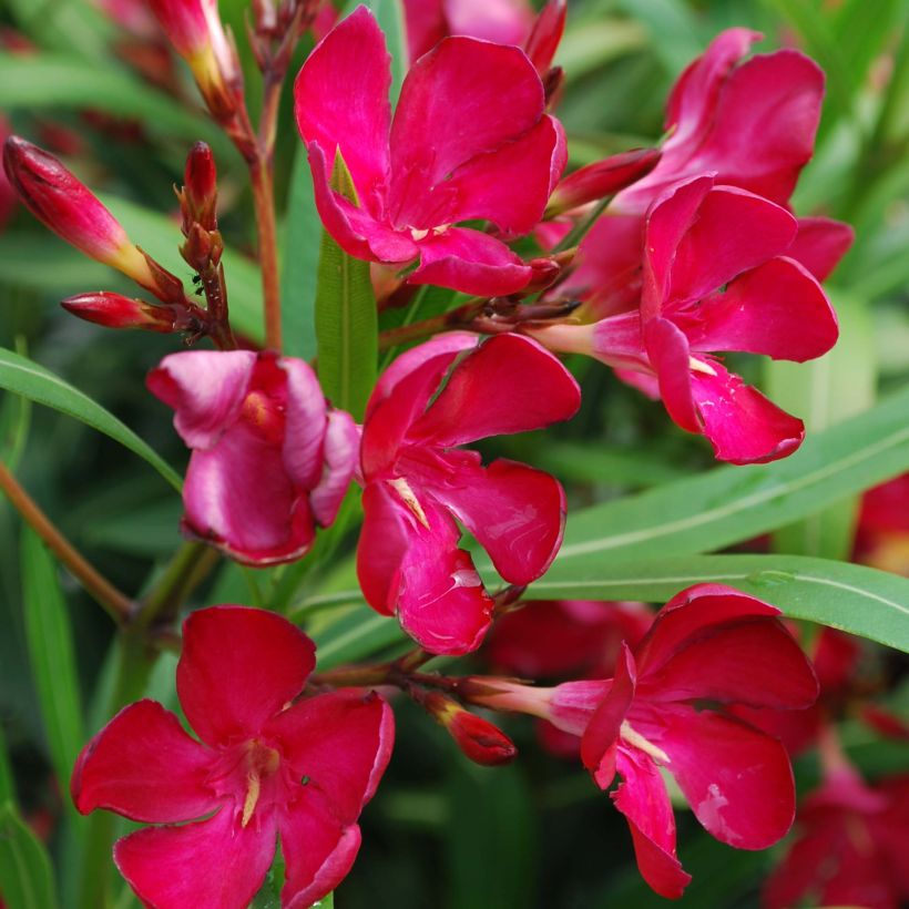 Laurier rose - Nerium oleander Rouge Simple (Flowering)