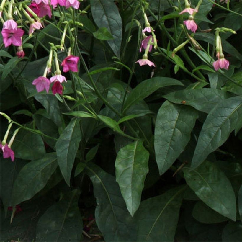 Tabac d'ornement - Nicotiana alata Vedado Rose Pink (Foliage)