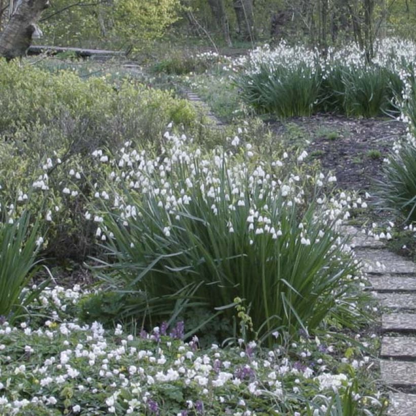Nivéole d'été - Leucojum aestivum (Plant habit)