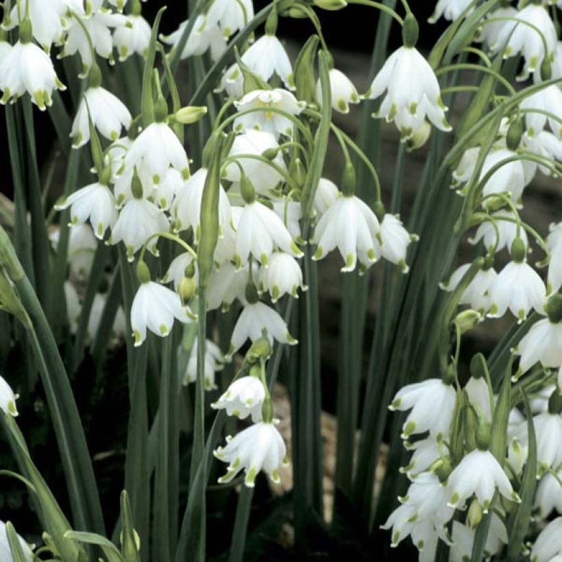 Nivéole d'éte - Leucojum aestivum Gravetye Giant (Flowering)