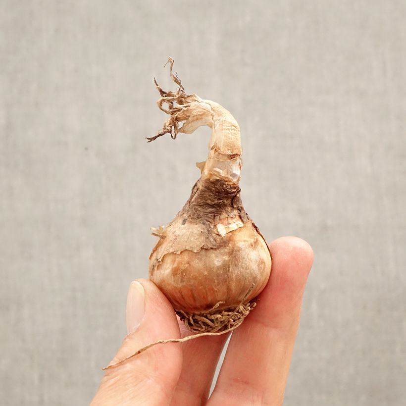 Example of Nivéole d'été - Leucojum aestivum Bulbe calibre 12+ as you get in printemps