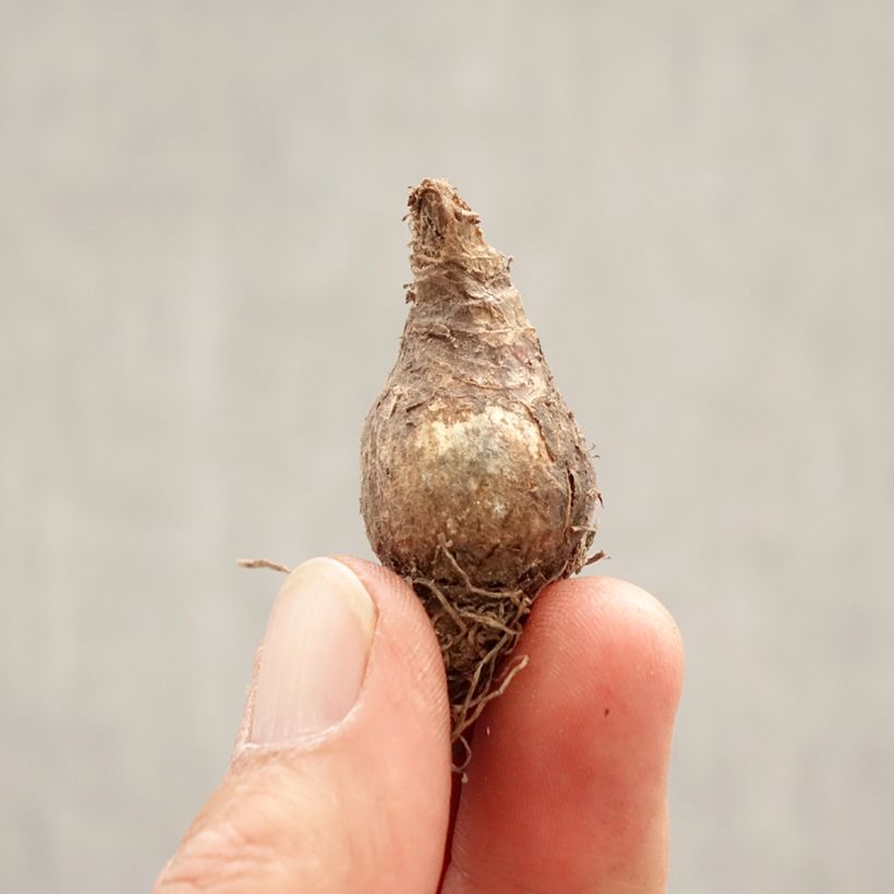 Example of Nivéole de printemps - Leucojum vernum Bulbe calibre 7+ as you get in printemps