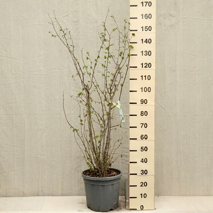 Example of Noisetier commun - Corylus avellana en racines nues Pot de 7,5L/10L as you get in printemps