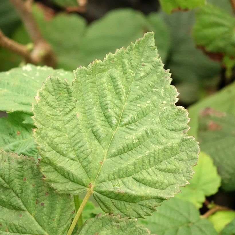 Noisetier commun - Corylus avellana Longue d'Espagne (Feuillage)