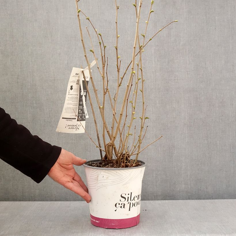 Example of Noisetier Fertile de Coutard Pot de 3L/4L, Buisson as you get in printemps