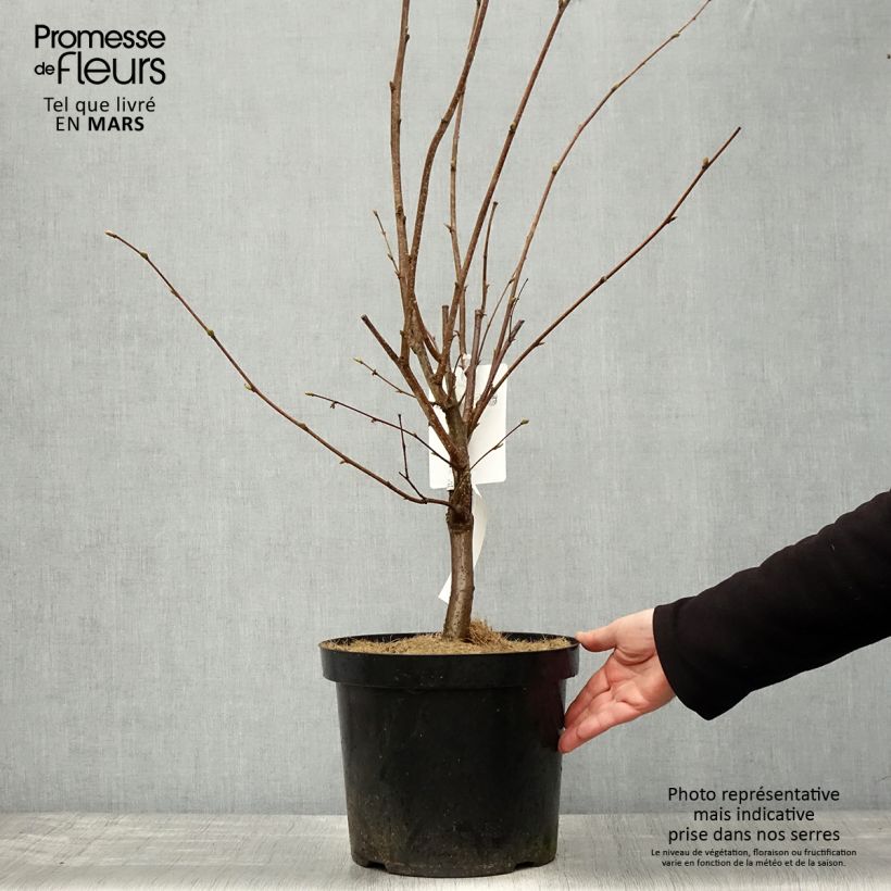 Example of Noisetier Merveille de Bollwiller ou Géant de Halle Pot de 7,5L/10L as you get in printemps