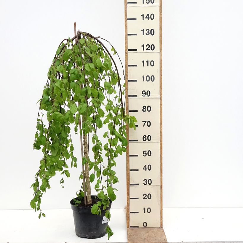 Spécimen de Noisetier pleureur - Corylus avellana Pendula Pot de 7,5L/10L tel que livré au printemps