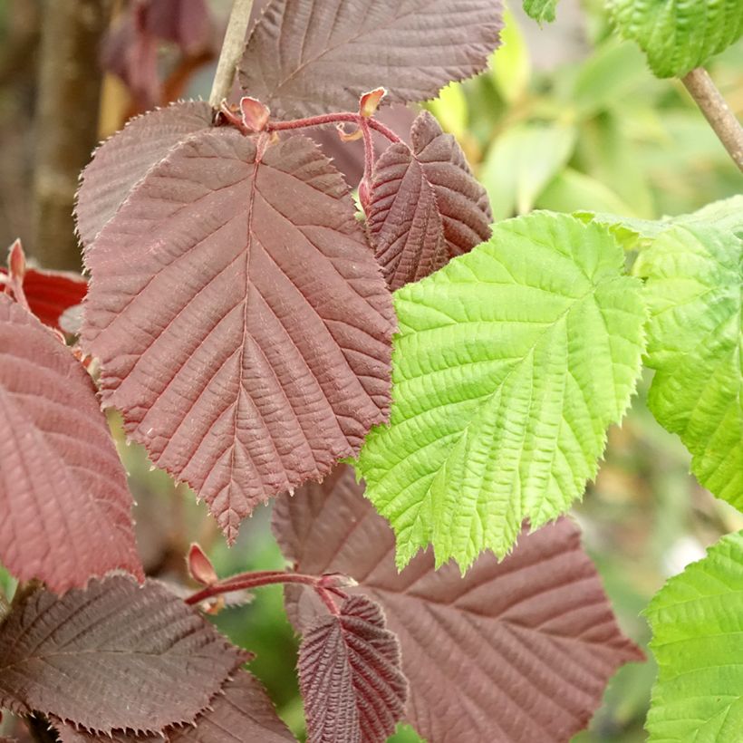 Noisetier Syrena - Corylus avellana (Foliage)