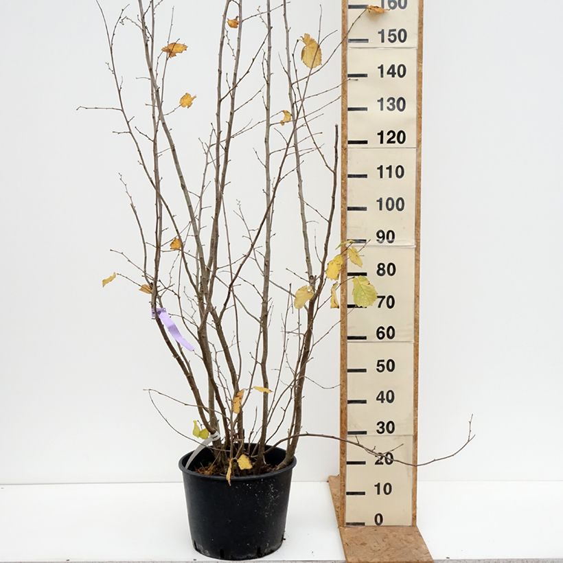 Spécimen de Noisetier Syrena - Corylus avellana Pot de 12L/15L tel que livré en automne
