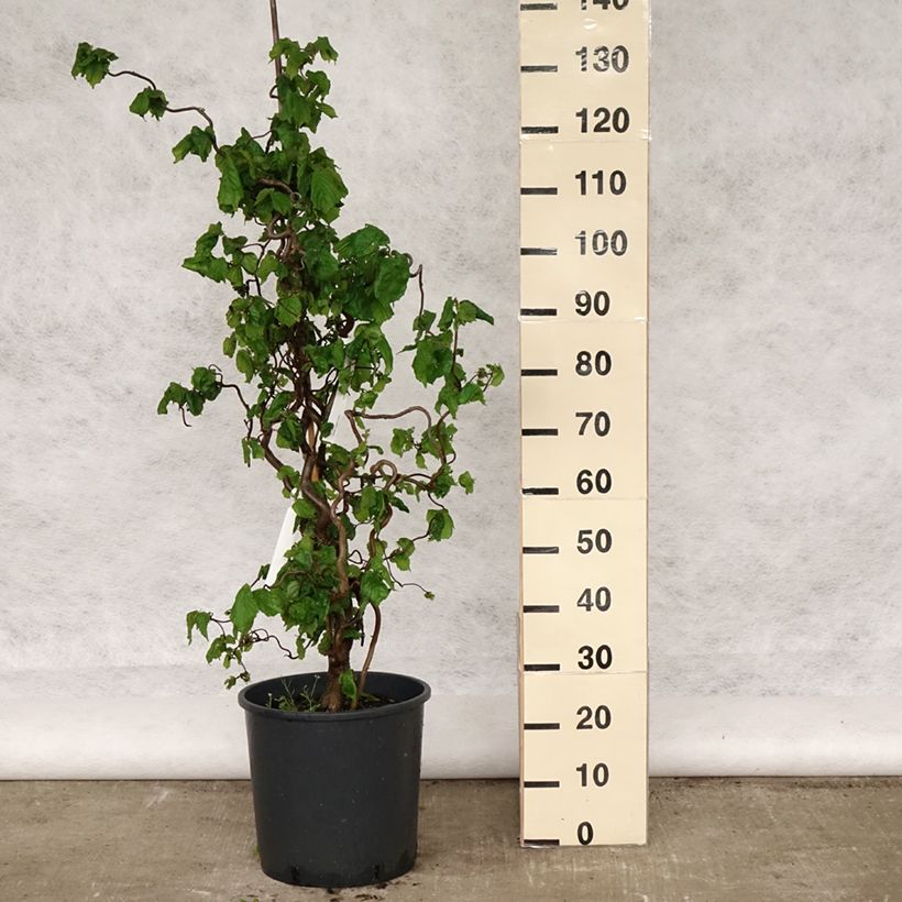 Example of Noisetier tortueux - Corylus avellana Contorta Pot de 12L/15L as you get in printemps