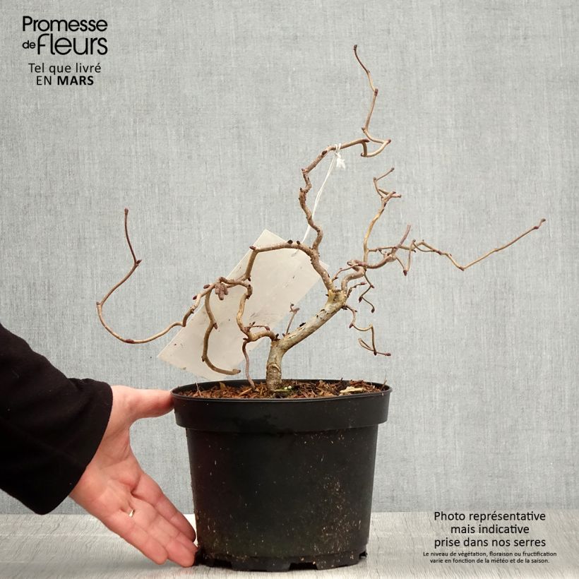 Example of Noisetier tortueux pourpre - Corylus avellana Red Majestic Pot de 3L/4L as you get in printemps