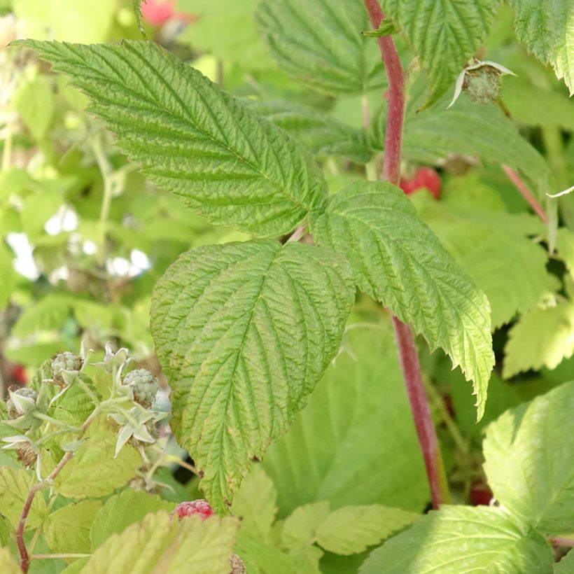 Noisetier tortueux pourpre - Corylus avellana Red Majestic (Foliage)
