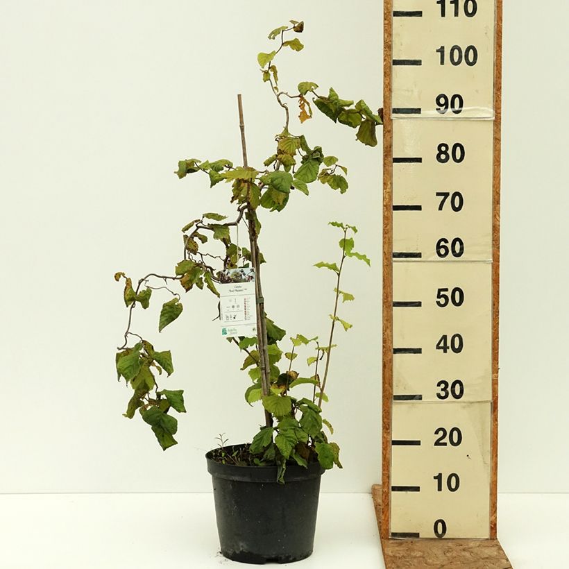 Spécimen de Noisetier tortueux pourpre - Corylus avellana Red Majestic Pot de 3L/4L, Tige, Tige de 100 cm tel que livré en été
