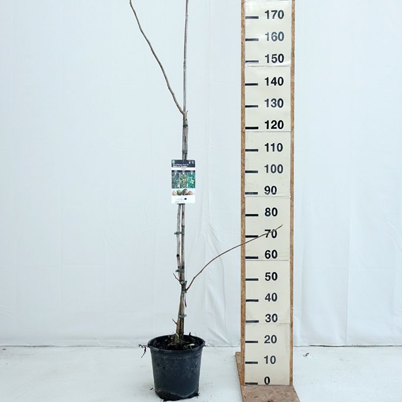 Spécimen de Noyer cendré - Juglans cinerea Pot de 7,5L/10L tel que livré en automne