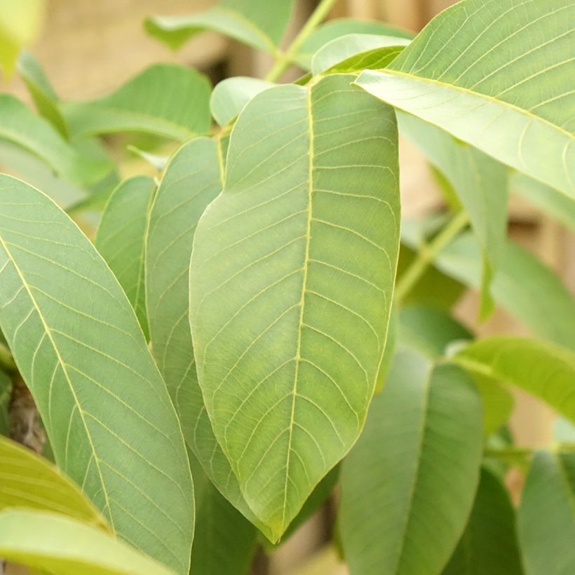 Noyer commun Corne - Corne du Périgord (Feuillage)