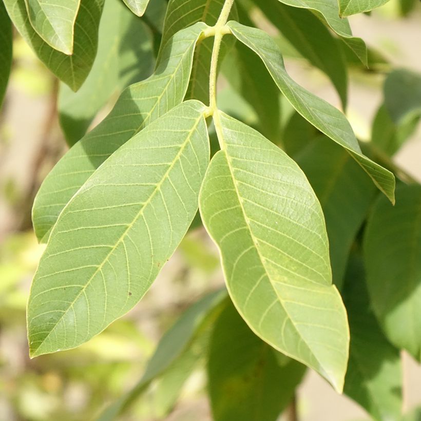 Noyer commun - Juglans regia Chandler (Feuillage)