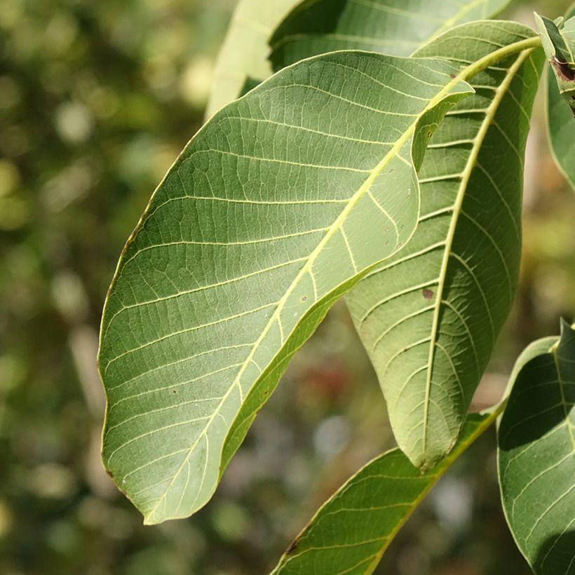 Noyer commun Mayette - Noyer de Tullins (Feuillage)