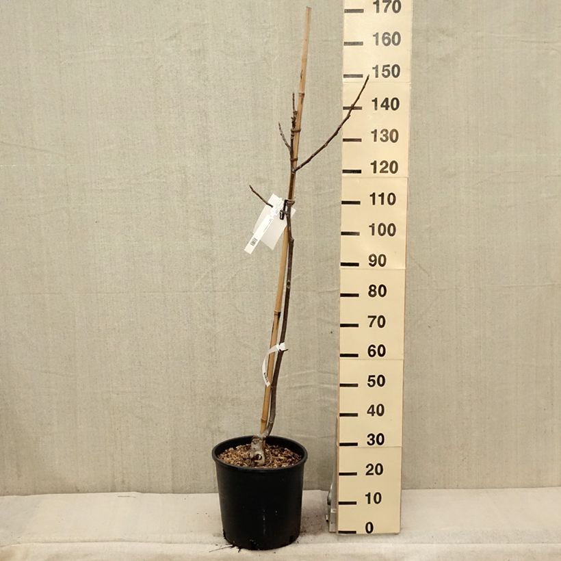 Spécimen de Noyer Franquette - Noix de Grenoble Pot de 12L/15L, Baliveau tel que livré au printemps