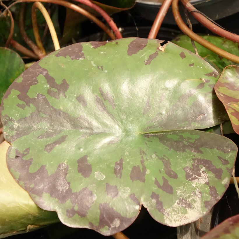 Nymphaea Alba Delicata - Nénuphar blanc rustique (Feuillage)