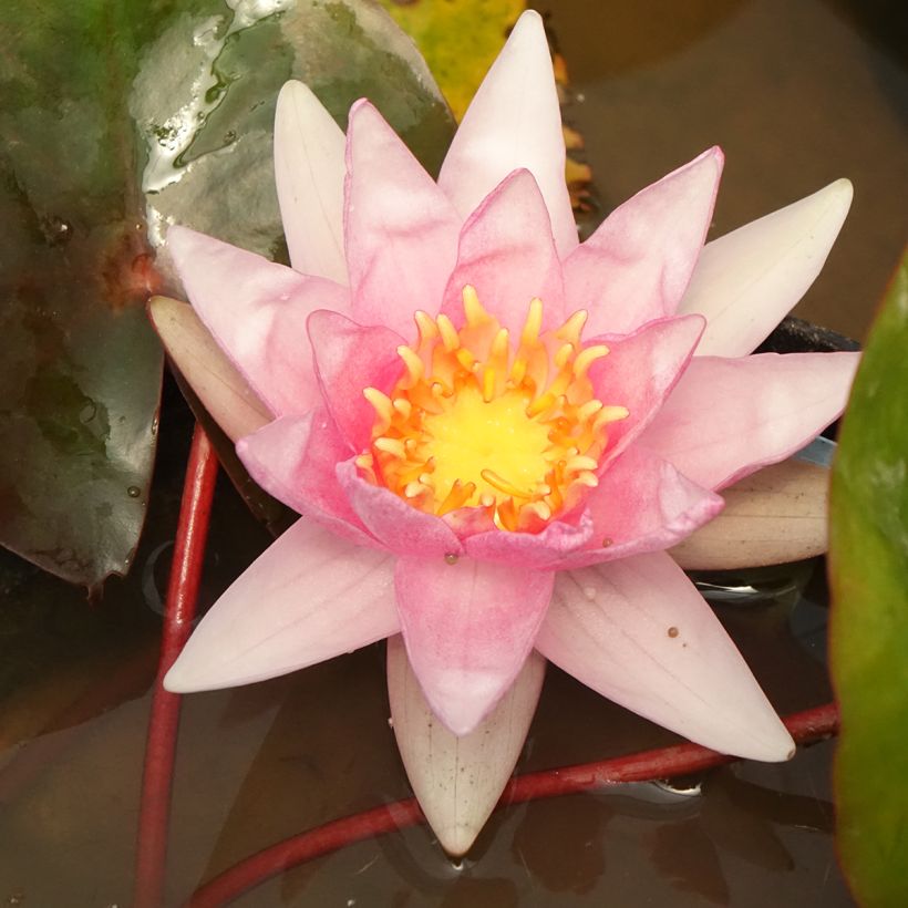 Nymphaea Amabilis - Nénuphar rose rustique (Flowering)