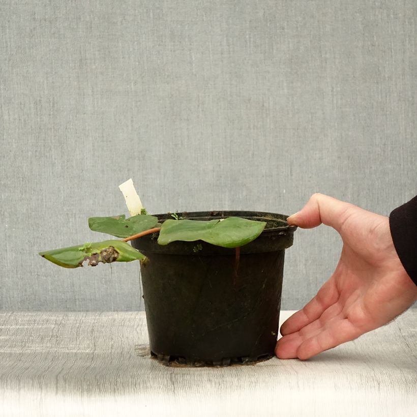 Spécimen de Nymphaea Amabilis - Nénuphar rose rustique Pot de 1,5L/2L tel que livré en automne