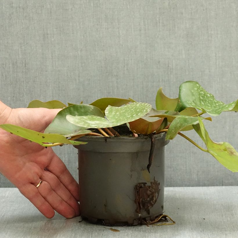 Spécimen de Nymphaea Barbara Davies - Nénuphar rustique Pot de 1,5L/2L tel que livré en été