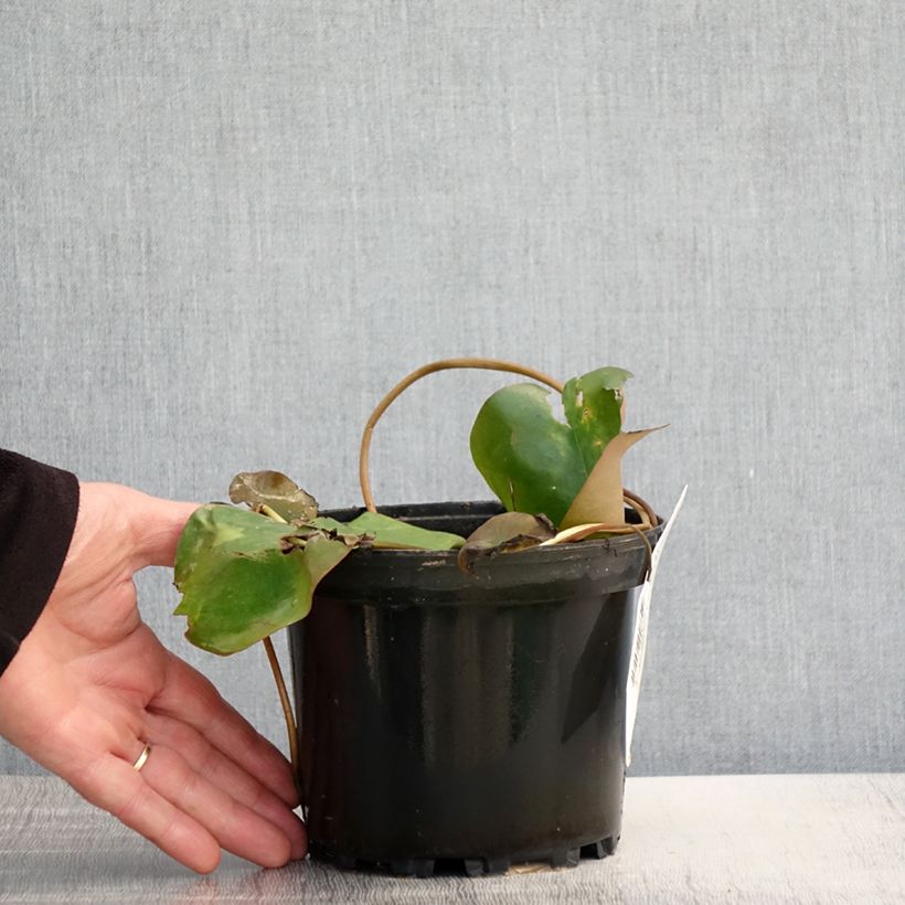 Example of Nymphaea Bateau - Nénuphar rustique rouge Pot de 1,5L/2L as you get in printemps