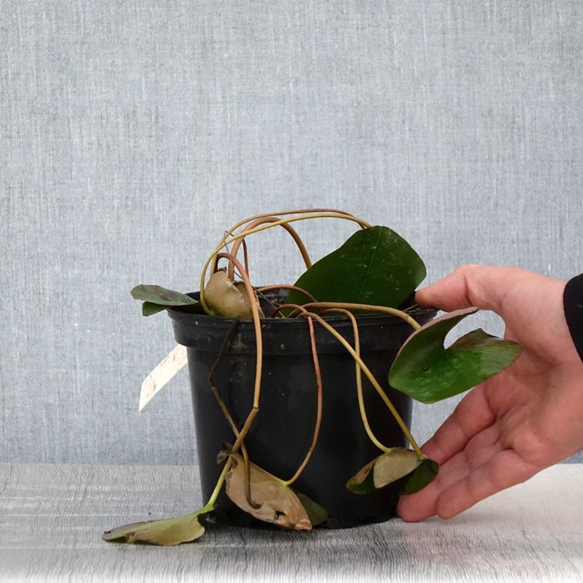 Spécimen de Nymphaea Berthold - Nénuphar rose, nain rustique Pot de 1,5L/2L tel que livré au printemps