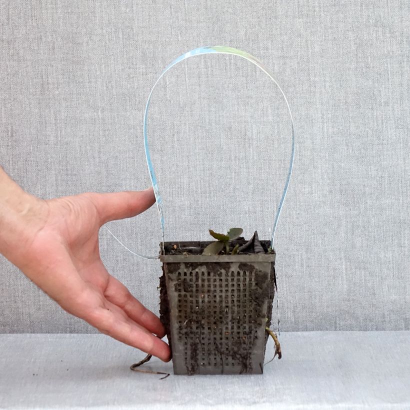 Spécimen de Nymphaea Black Princess - Nénuphar rustique Pot de 1L/1,5L tel que livré en été