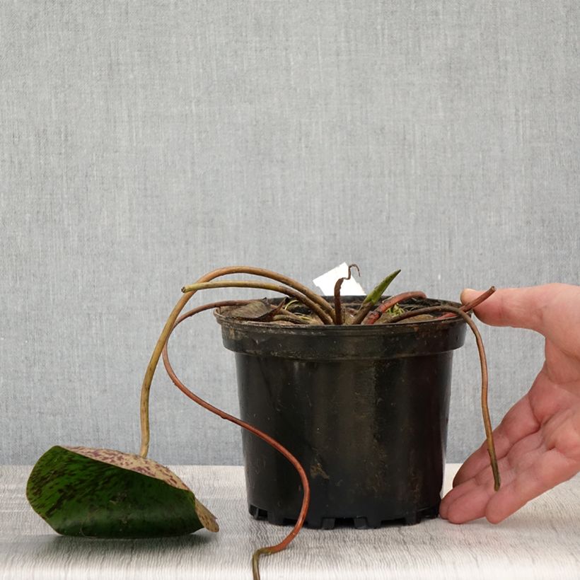 Example of Nymphaea Carolina Sunset - Nénuphar rustique, jaune et pêche cuivré Pot de 1,5L/2L as you get in printemps