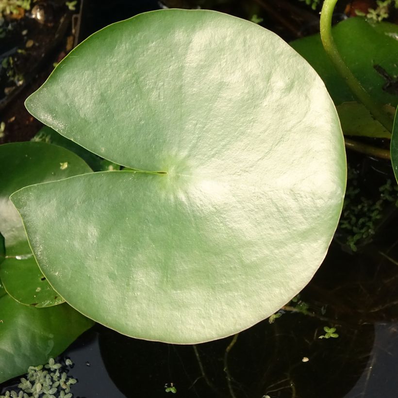 Nymphaea Charles de Meurville - Nénuphar rustique (Foliage)