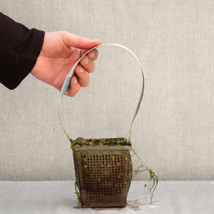 Example of Nymphaea Charles de Meurville - Nénuphar rustique Pot de 1L/1,5L as you get in hiver